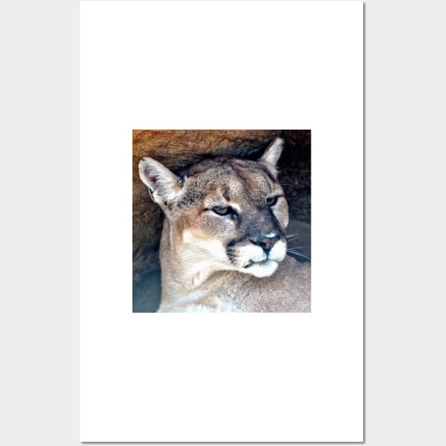 Female Mountain Lion Wall Art by Scubagirlamy